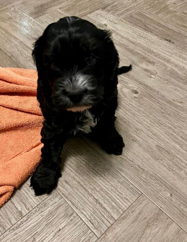 Stunning black and white Cockapoo puppy - ready now for sale in Ayr, Ayrshire and Arran