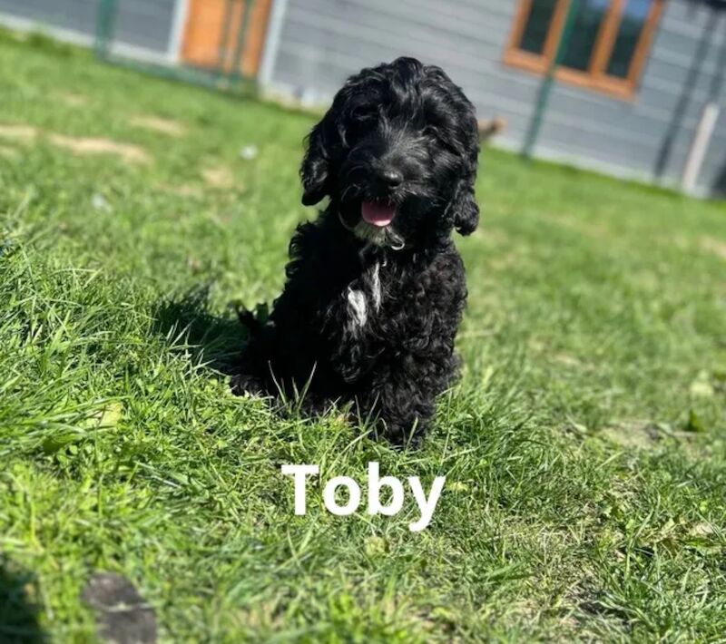 Stunning black Cockapoo boy for sale in Upwell, Norfolk