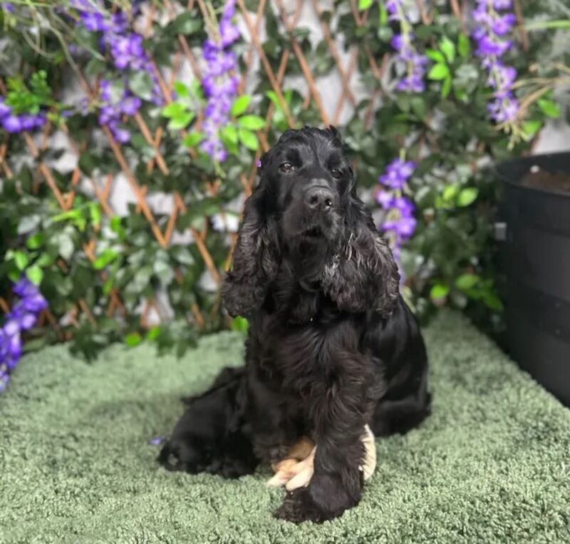 Stunning black Cockapoo boy for sale in Upwell, Norfolk - Image 2