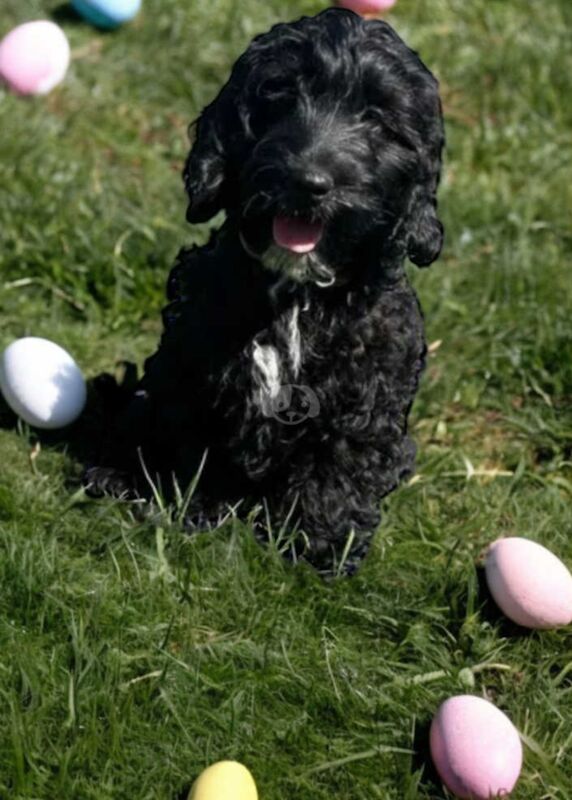 Stunning black Cockapoo boy for sale in Upwell, Norfolk - Image 3