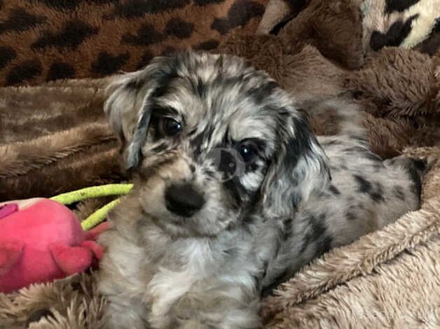 Stunning Blue Merle Twin Cockapoos for sale in Tower Hamlets, London