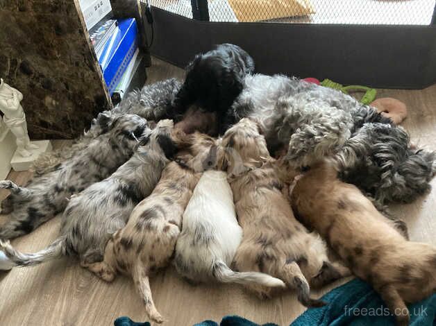 Cockapoos for sale in Tower Hamlets, London