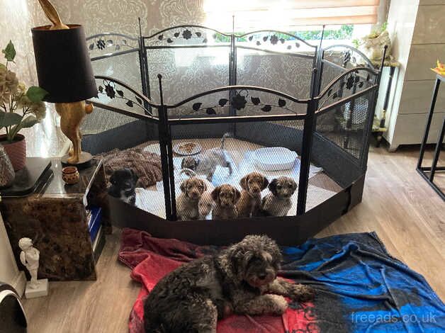 Cockapoo Puppies for sale in London