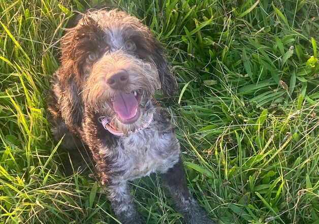 Stunning chocolate Merle cockapoo for sale in Rossington, South Yorkshire