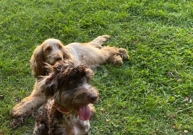 Stunning chocolate Merle cockapoo for sale in Rossington, South Yorkshire - Image 2