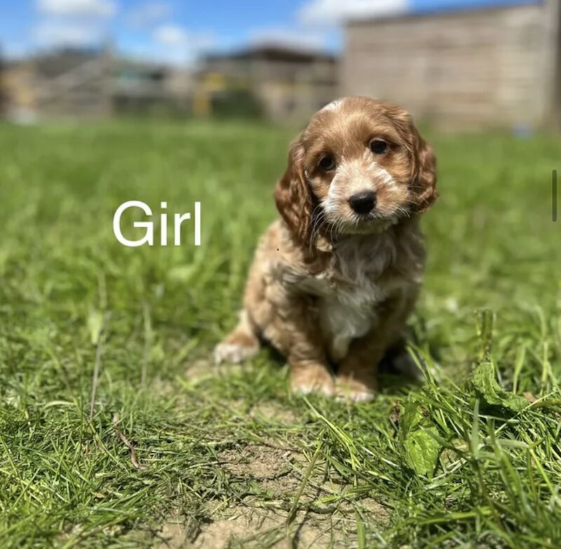 Stunning Cockapoo for sale in Upwell, Norfolk