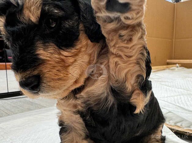 Stunning cockapoo puppies for sale in Rushden, Northamptonshire - Image 2