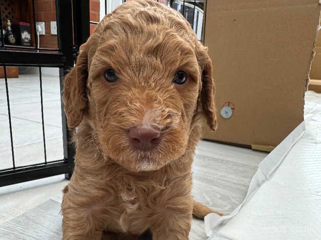 Stunning cockapoo puppies for sale in Rushden, Northamptonshire - Image 3