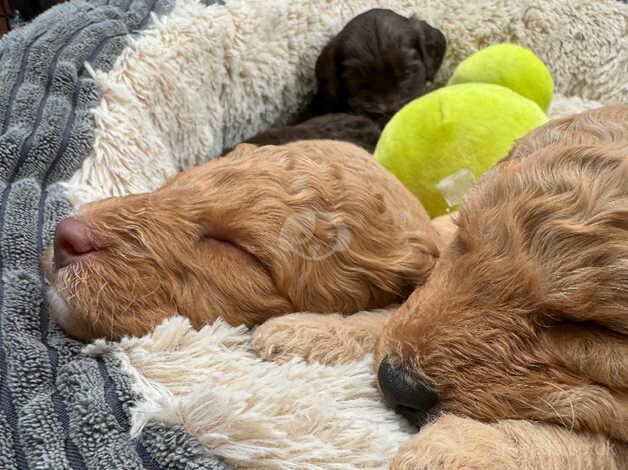 Stunning cockapoo puppies for sale in Rushden, Northamptonshire - Image 4