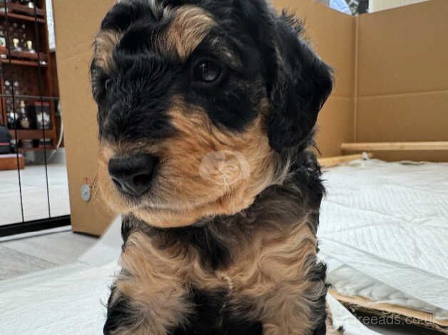 Stunning cockapoo puppies for sale in Rushden, Northamptonshire - Image 5