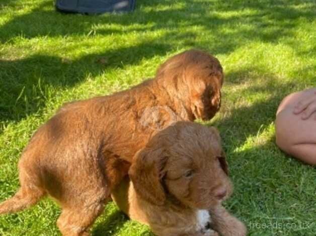 Stunning cockapoo puppies, health tested and vet checked for sale in Crook, County Durham - Image 1