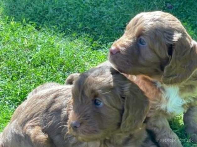 Stunning cockapoo puppies, health tested and vet checked for sale in Crook, County Durham - Image 2