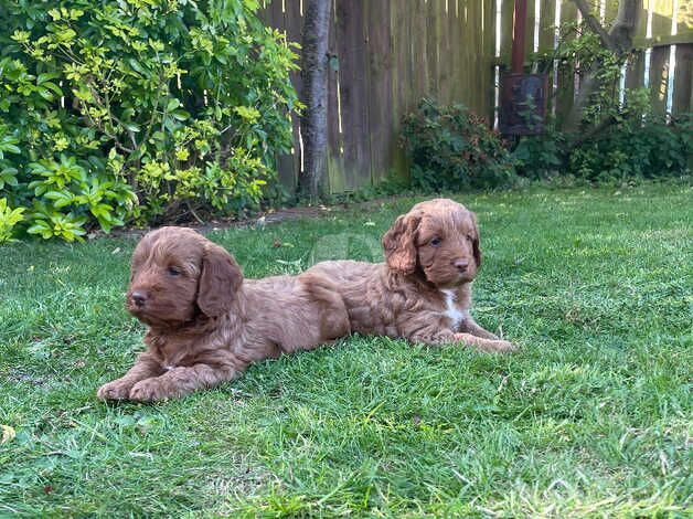 Stunning cockapoo puppies, health tested and vet checked for sale in Crook, County Durham - Image 3