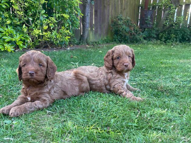 Stunning cockapoo puppies, health tested and vet checked for sale in Crook, County Durham - Image 4