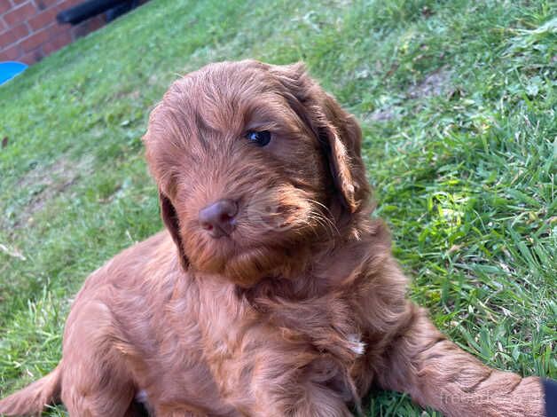 Stunning cockapoo puppies, health tested and vet checked for sale in Crook, County Durham - Image 5