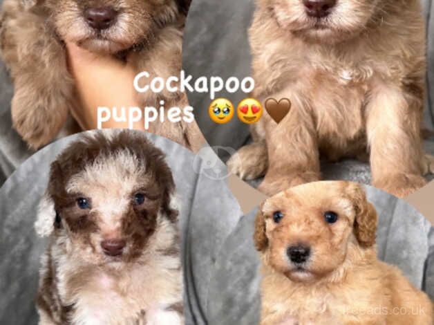 Stunning Cockapoo puppies for sale in Birmingham, West Midlands