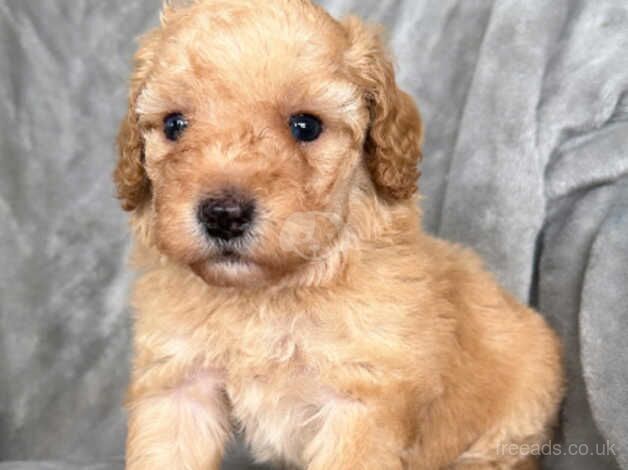 Stunning Cockapoo puppies for sale in Birmingham, West Midlands - Image 2