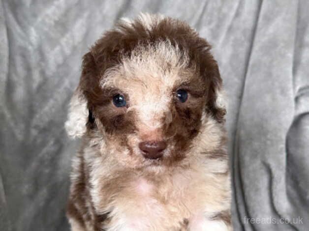 Stunning Cockapoo puppies for sale in Birmingham, West Midlands - Image 3