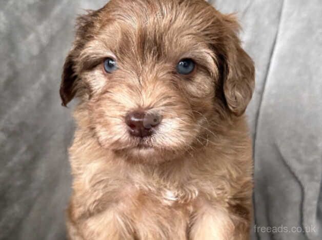 Stunning Cockapoo puppies for sale in Birmingham, West Midlands - Image 4