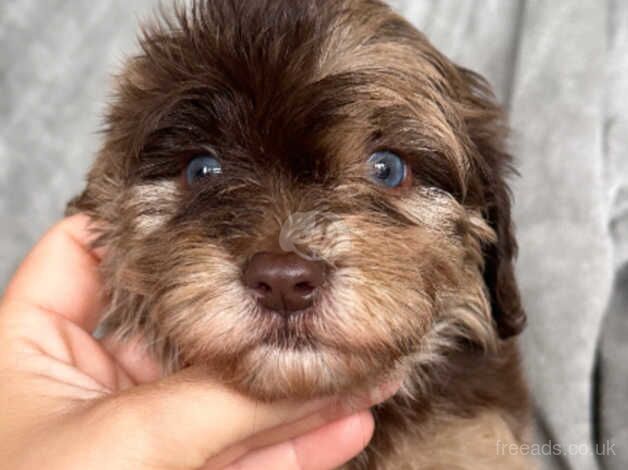 Stunning Cockapoo puppies for sale in Birmingham, West Midlands - Image 5