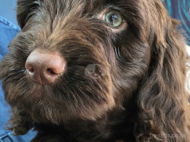 Stunning Cockapoo puppies for sale in Caernarfon, Gwynedd - Image 1