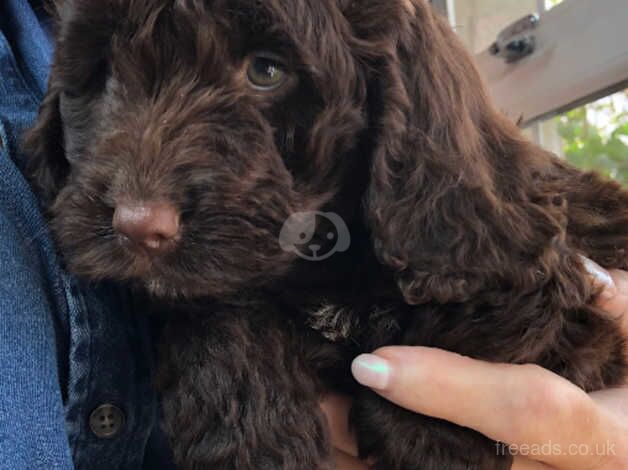 Stunning Cockapoo puppies for sale in Caernarfon, Gwynedd - Image 2