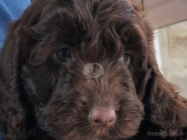 Stunning Cockapoo puppies for sale in Caernarfon, Gwynedd - Image 3