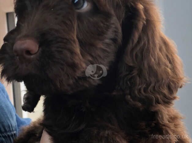 Stunning Cockapoo puppies for sale in Caernarfon, Gwynedd - Image 4