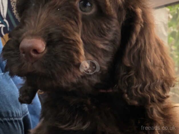 Stunning Cockapoo puppies for sale in Caernarfon, Gwynedd - Image 5