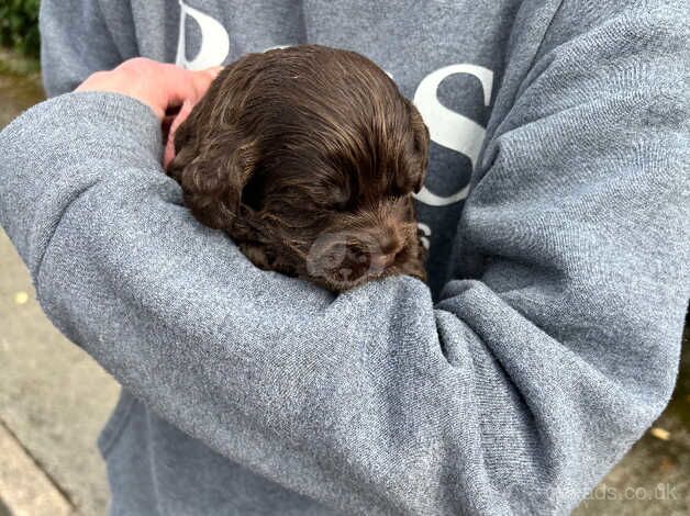 Stunning cockapoo puppies for sale in Ebbw Vale, Blaenau Gwent