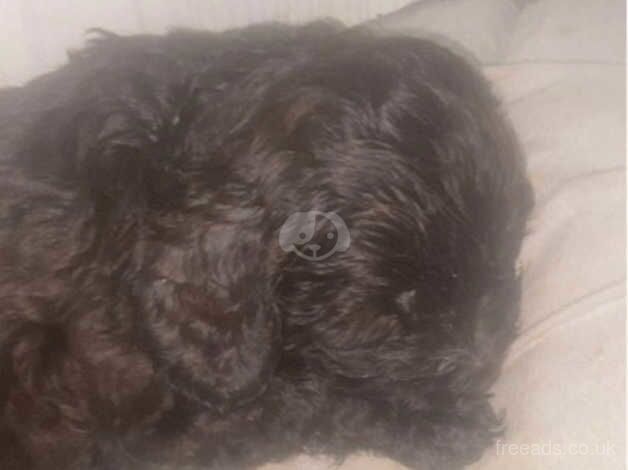 Stunning cockapoo puppies for sale in Ebbw Vale, Blaenau Gwent - Image 5