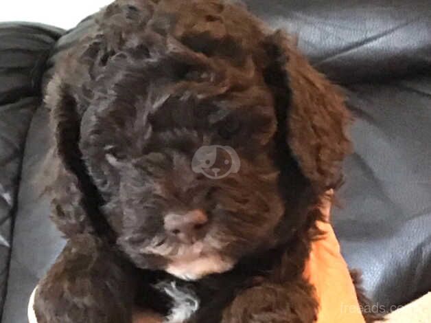 Stunning cockapoo puppies for sale in Paignton, Devon