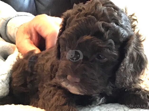 Stunning cockapoo puppies for sale in Paignton, Devon - Image 2