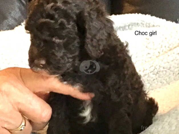 Stunning cockapoo puppies for sale in Paignton, Devon - Image 3