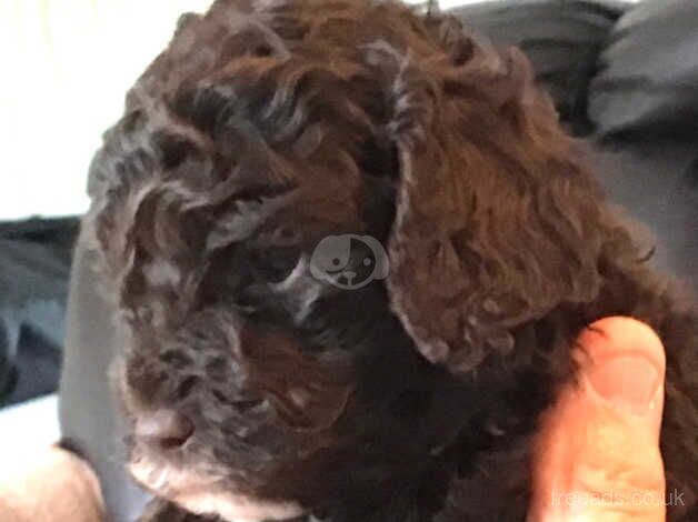 Stunning cockapoo puppies for sale in Paignton, Devon - Image 4