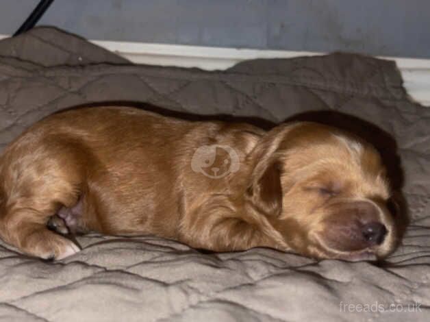 stunning cockapoo puppies for sale in Sheffield, South Yorkshire