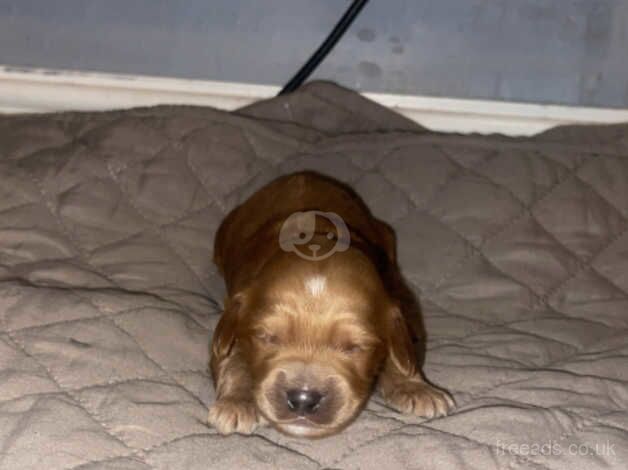 Cockapoo Puppies for sale in South Yorkshire