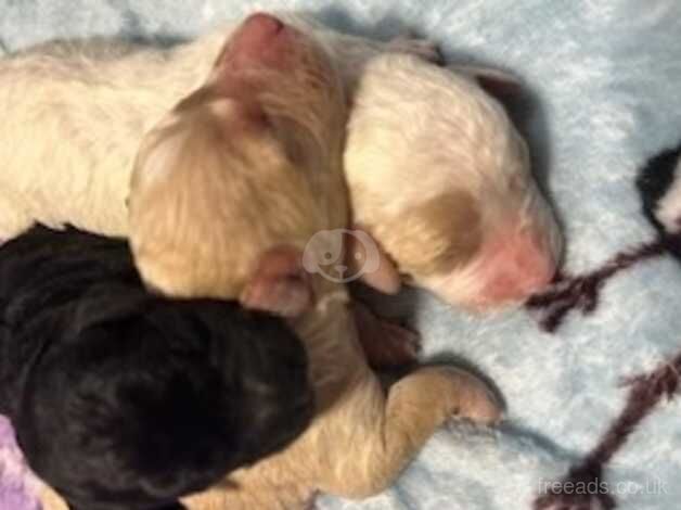 Stunning cockapoo pups - health tested lines for sale in Bury St Edmunds, Suffolk