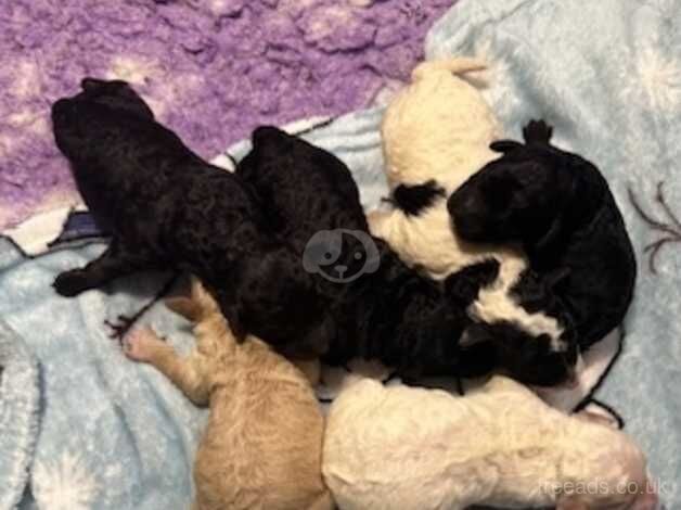 Stunning cockapoo pups - health tested lines for sale in Bury St Edmunds, Suffolk - Image 2