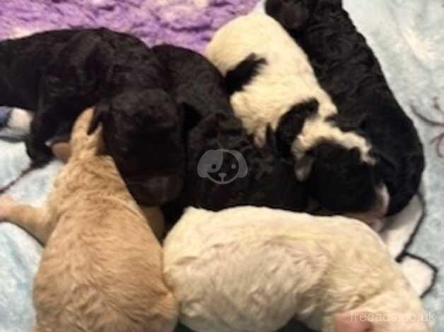 Stunning cockapoo pups - health tested lines for sale in Bury St Edmunds, Suffolk - Image 3