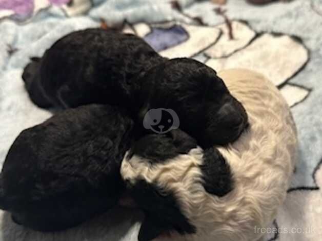 Stunning cockapoo pups - health tested lines for sale in Bury St Edmunds, Suffolk - Image 4