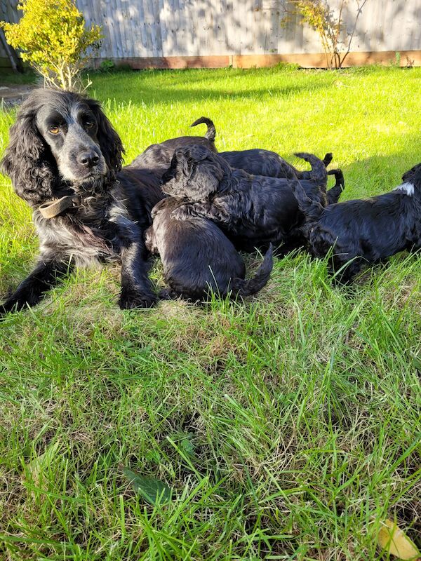 Stunning F1 Cockerpoo puppies for sale in Banbury, Oxfordshire
