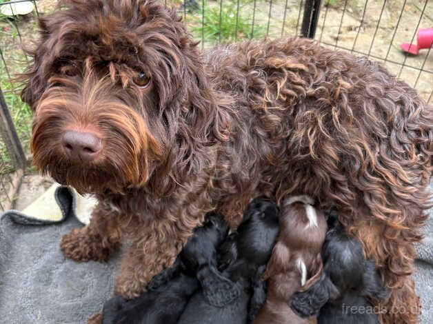 Stunning cockerpoo pups ready now for sale in Slough, Powys