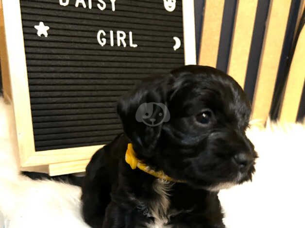 Cockapoo Puppies for sale in West Yorkshire