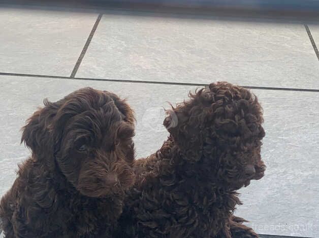 Stunning cookerpoo puppy for sale in Warrington, Cheshire