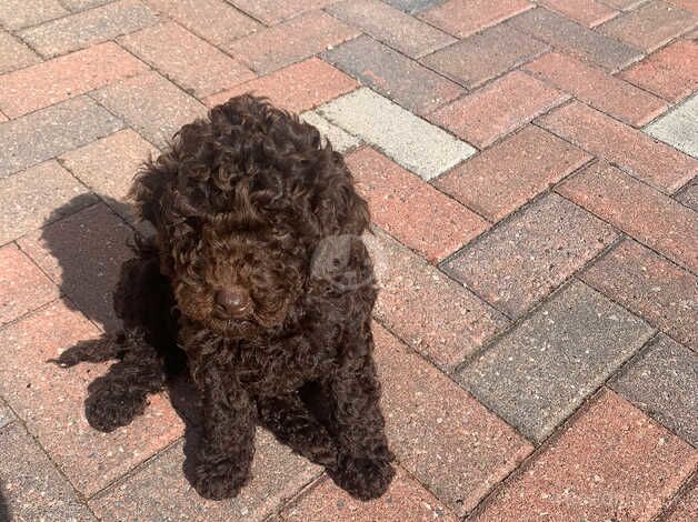 Stunning cookerpoo puppy for sale in Warrington, Cheshire - Image 4