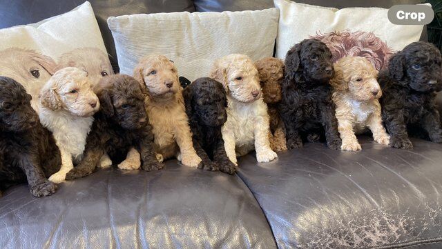 STUNNING DOUBLE DOODLES for sale in Doncaster, South Yorkshire