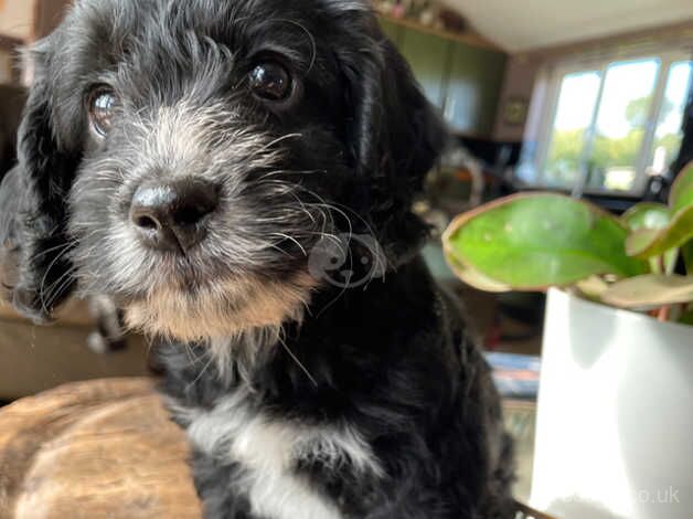 Stunning F! Cockapoo puppy from KC registered DNA Health tested parents for sale in Crediton, Devon