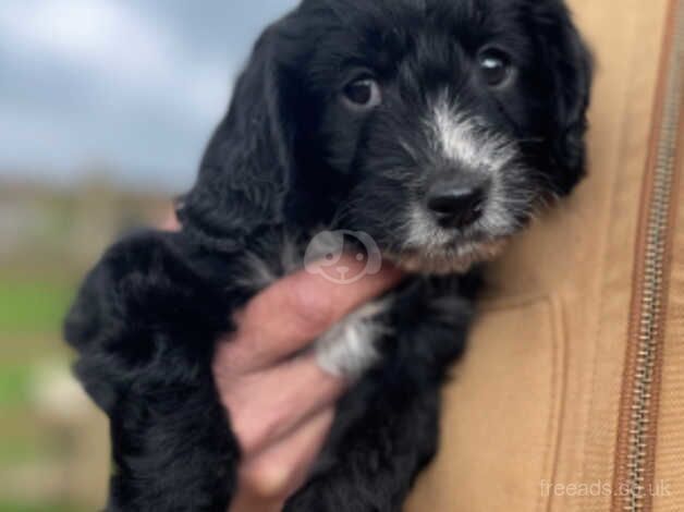 Stunning F! Cockapoo puppy from KC registered DNA Health tested parents for sale in Crediton, Devon - Image 2