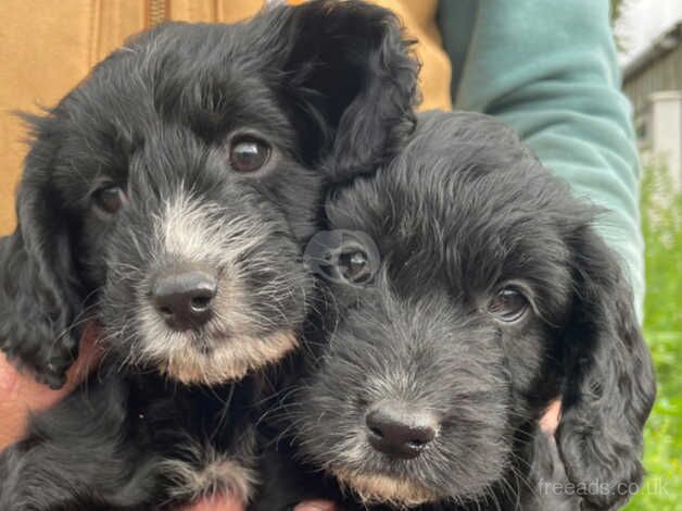 Stunning F! Cockapoo puppy from KC registered DNA Health tested parents for sale in Crediton, Devon - Image 3